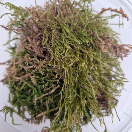 Minigamers Basing: Moss - 150 ml